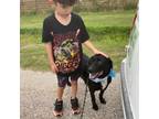 Adopt Riley LOVES his person and CUDDLES!!! a Labrador Retriever