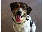 Adopt Mars a Australian Cattle Dog / Blue Heeler, Beagle