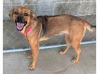 Adopt Zenny a Brown/Chocolate Golden Retriever / Australian Shepherd / Mixed dog