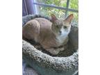 Adopt Phoenix a Orange or Red American Shorthair / Mixed (short coat) cat in