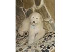 Adopt Charlotte "Lottie" a White - with Tan, Yellow or Fawn Poodle (Standard) /
