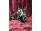Adopt Amelia a All Black Domestic Shorthair / Domestic Shorthair / Mixed cat in