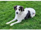 Adopt Carl a White - with Black Australian Shepherd / Mixed dog in Belleville