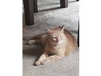 Adopt Cheeto a Orange or Red American Shorthair / Mixed (short coat) cat in