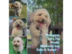 Adopt Meonggun a Tan/Yellow/Fawn Poodle (Miniature) / Mixed dog in Ottawa