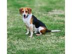 Adopt Buddy a Beagle / Mixed dog in Mooresville, NC (38068682)