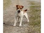Adopt Remi 2 a Jack Russell Terrier / Mixed dog in Columbia, TN (38066252)