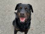 Adopt Spinelli a Rottweiler / Mixed dog in Penticton, BC (38066563)