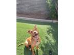 Adopt Whitney a Red/Golden/Orange/Chestnut Pit Bull Terrier / Mixed dog in Las