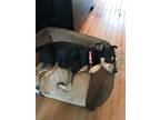 Adopt Maddy a Black - with Tan, Yellow or Fawn Miniature Pinscher / Terrier