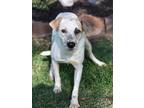Adopt Eddie a White - with Tan, Yellow or Fawn Pointer / Australian Cattle Dog