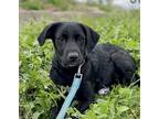 Adopt Minnie a Black Labrador Retriever / Collie dog in Boulder, CO (38067530)