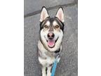 Adopt Koby a German Shepherd Dog / Siberian Husky / Mixed dog in Golden