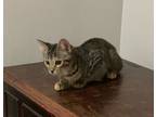 Adopt Salem a Brown or Chocolate American Shorthair / Mixed (short coat) cat in