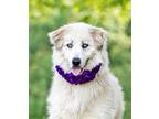 Adopt Briar a Husky / Great Pyrenees / Mixed dog in Unionville, PA (38066262)