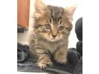 Adopt Orion a Brown Tabby Domestic Longhair (medium coat) cat in Quincy