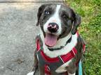 Adopt Lola a Brown/Chocolate - with White Australian Cattle Dog / Beagle dog in