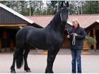 Fantastick Friesian mare horse