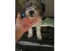 Adopt Tilly a Tibetan Terrier