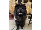 Adopt Nellie a Chow Chow