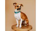 Adopt Jewel a Parson Russell Terrier, Jack Russell Terrier