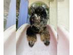 Poodle (Miniature) PUPPY FOR SALE ADN-604469 - AKC MINI poodle BINGO