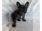 French Bulldog PUPPY FOR SALE ADN-604454 - Beautiful Frenchie puppies