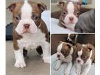 Boston Terrier PUPPY FOR SALE ADN-604175 - Boston Terrier Puppy