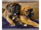 Boxer PUPPY FOR SALE ADN-604377 - Pure breed Boxer Puppies