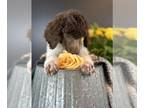 Poodle (Standard) PUPPY FOR SALE ADN-604394 - AKC Standard POODLES fully health