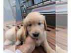 Golden Retriever PUPPY FOR SALE ADN-603934 - They light up your life Golden