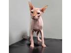 Adopt Mr. Wiskerson a Sphynx / Hairless Cat