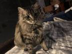 Adopt Sketchy-Cat a Gray, Blue or Silver Tabby Maine Coon / Mixed (long coat)