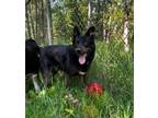 Adopt Blanket a German Shepherd Dog / Rottweiler / Mixed dog in Maple Ridge