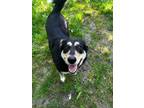 Adopt Fatty a German Shepherd Dog / Rottweiler / Mixed dog in Maple Ridge