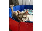 Adopt Alexa a Gray or Blue (Mostly) Domestic Mediumhair (medium coat) cat in