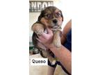 Adopt Queso a Tan/Yellow/Fawn - with Black Blue Heeler / Corgi dog in Calgary