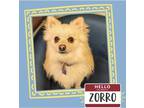 Adopt Zorro a Red/Golden/Orange/Chestnut Pomeranian / Mixed dog in Gilbert
