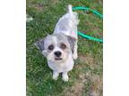 Adopt Raynello a Gray/Silver/Salt & Pepper - with White Lhasa Apso / Poodle