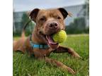 Adopt Angus 32910-d a Brown/Chocolate American Pit Bull Terrier / Mixed dog in