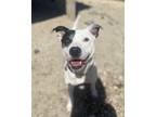 Adopt Sage a Black - with White American Pit Bull Terrier / Mixed dog in
