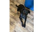 Adopt Lucy a Black Labrador Retriever / Australian Shepherd / Mixed dog in