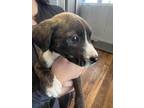 Adopt Sully a Staffordshire Bull Terrier / Labrador Retriever / Mixed dog in