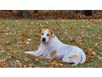 Adopt Oscar a Tan/Yellow/Fawn - with White Hound (Unknown Type) / Mixed dog in