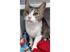 Adopt Topper a Domestic Shorthair / Mixed (short coat) cat in Duncan