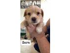 Adopt Zara a Tan/Yellow/Fawn - with White Blue Heeler / Corgi dog in Calgary