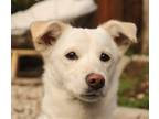 Adopt Milky a Jindo / Mixed dog in San Ramon, CA (38076856)