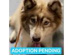 Adopt Taylor a Tan/Yellow/Fawn Siberian Husky / Mixed dog in Phoenix