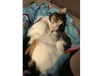 Adopt Fiction a Calico or Dilute Calico American Shorthair / Mixed (short coat)