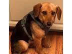 Adopt Penelope a Brown/Chocolate Beagle / Mixed Breed (Medium) / Mixed dog in